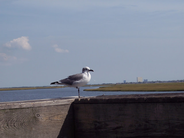 gull wallpaper,gull images;gull photo,gull picture,beautiful gull,cute gull,Pacific Gull, Larus pacificus, Belcher's Gull, Larus belcheri, Olrog's Gull, Larus atlanticus Black-tailed Gull, Larus crassirostris ,Heermann's Gull, Larus heermanni,Common Gull or Mew Gull, Larus canus,Ring-billed Gull, Larus delawarensis,California Gull, Larus californicusGreat Black-backed Gull, Larus marinus,Kelp Gull, Larus dominicanus, (called "Southern Black-backed Gull" or "Karoro" in New Zealand),Cape Gull, Larus dominicanus vetula,Glaucous-winged Gull, Larus glaucescens,Western Gull, Larus occidentalis,Yellow-footed Gull, Larus livens,Glaucous Gull, Larus hyperboreus,Iceland Gull, Larus glaucoides,Kumlien's Gull, Larus glaucoides kumlieni Thayer's Gull, Larus thayeri,European Herring Gull, Larus argentatus,Heuglin's Gull, Larus heuglini,American Herring Gull,Larus smithsonianus,Yellow-legged Gull,Larus michahellis,Caspian Gull, Larus cachinnans,East Siberian Herring Gull, Larus vegae,Armenian Gull,Larus armenicus,Slaty-backed Gull,Larus schistisagus,Lesser Black-backed Gull,Larus fuscus,White-eyed Gull,Ichthyaetus leucophthalmus,Sooty Gull,Ichthyaetus hemprichii,Great Black-headed Gull,Ichthyaetus ichthyaetus,Audouin's Gull, Ichthyaetus audouinii,Mediterranean Gull, Ichthyaetus melanocephalus,Relict Gull, Ichthyaetus relictus,Dolphin Gull, Leucophaeus scoresbii,Laughing Gull, Leucophaeus atricilla,Franklin's Gull, Leucophaeus pipixcan,Lava Gull, Leucophaeus fuliginosus,Gray Gull, Leucophaeus modestus,Silver Gull, Chroicocephalus novaehollandiae,Red-billed Gull, Chroicocephalus scopulinus,Hartlaub's Gull, Chroicocephalus hartlaubii,  Brown-hooded Gull, Chroicocephalus maculipennis,Gray-hooded Gull, Chroicocephalus cirrocephalus,Andean Gull, Chroicocephalus serranus,Black-billed Gull, Chroicocephalus bulleri,Brown-headed Gull, Chroicocephalus brunnicephalus,Black-headed Gull, Chroicocephalus ridibundus,Slender-billed Gull, Chroicocephalus genei,Bonaparte's Gull, Chroicocephalus philadelphia,