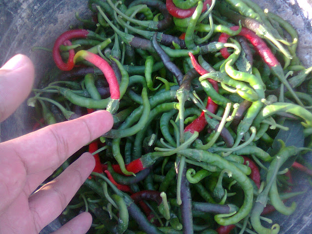 Panen Cabe Merah Keriting di Lahan Perbukitan