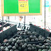 Precio de aguacate sigue caro hasta en 62 pesos el kilo