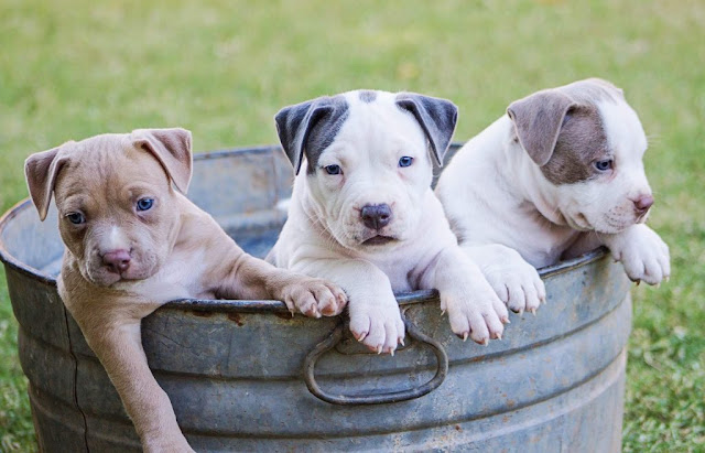 tres cachorritos de perro en una tina metálica
