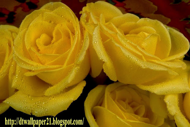 flower, flower backgrounds, images, rose, wallpapers, 