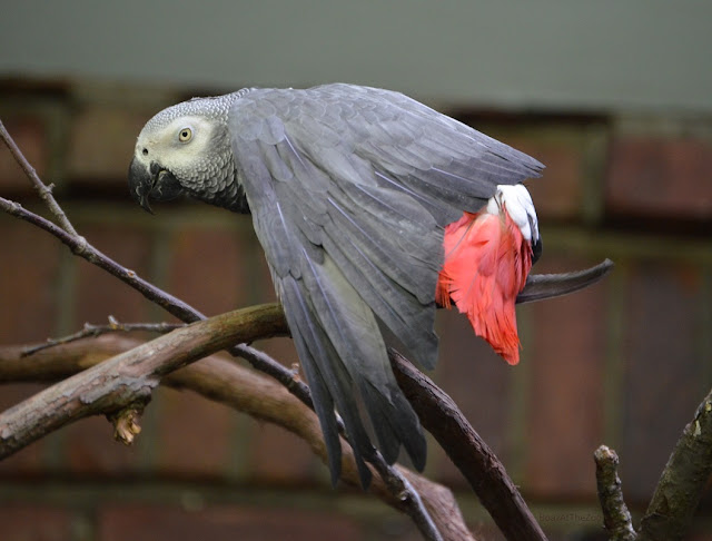 A gray parrot with a red tail stretches a wing downward.