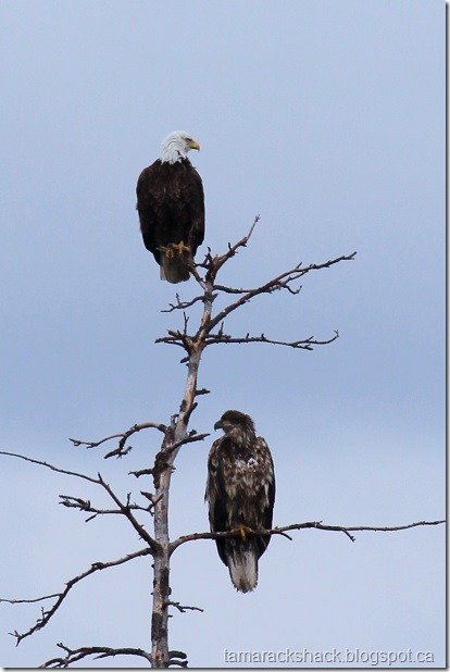 eagle13