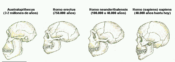 evolucion del ser humano