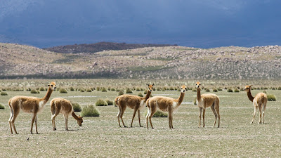 Vicuña