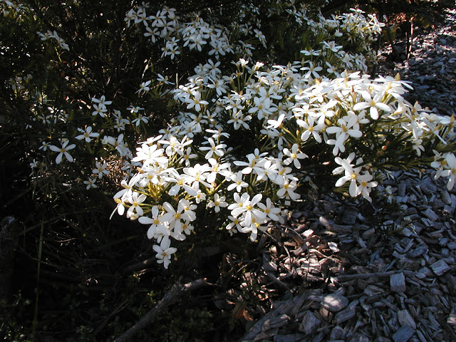 Ricinocarpos pinifolius