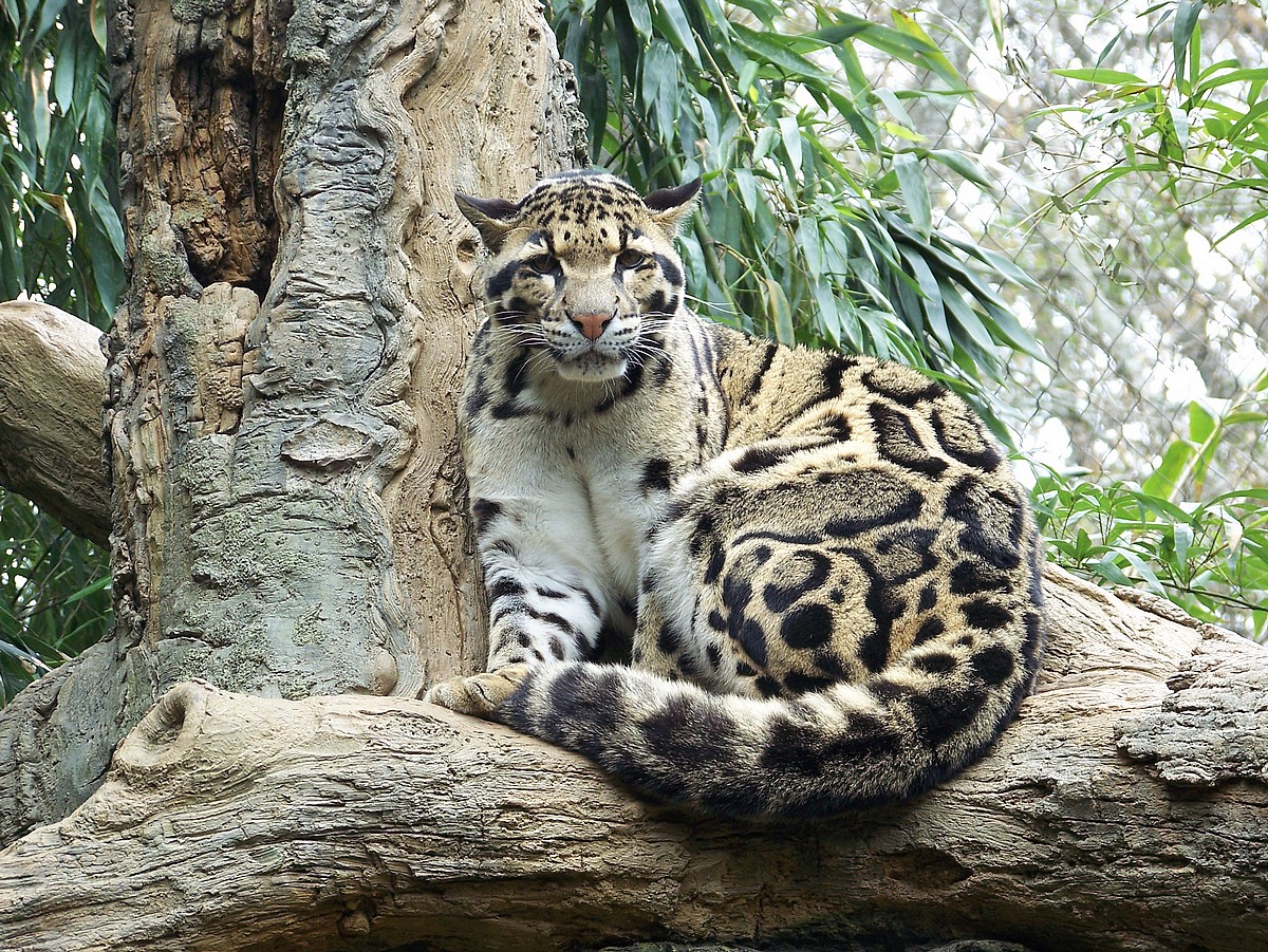 THE ANIMAL WILDLIFE MACAN TUTUL SUNDA Sunda Clouded Leopard