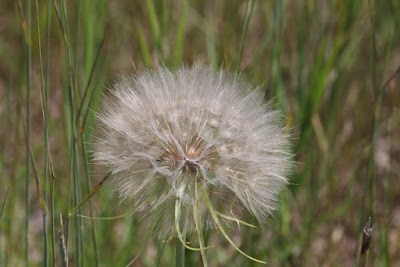 Yellow Goat's Beard (Tragopogon dubius) seed head