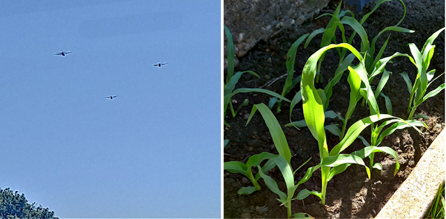 Planes and sweetcorn plants