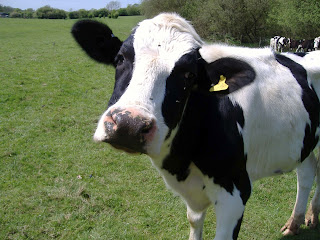 Black and white cow looking into the camera