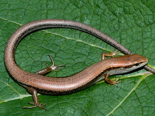 List-smallest-animals-in-the-World_www.wonders-world.com_1d