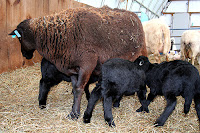 Multi-nippled Katahdin ewe raising triplet lambs