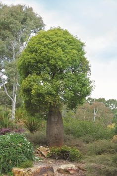 Australian Native Garden Landscapes - Buddy Blog Ideas