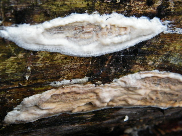 Phlebiopsis gigantea