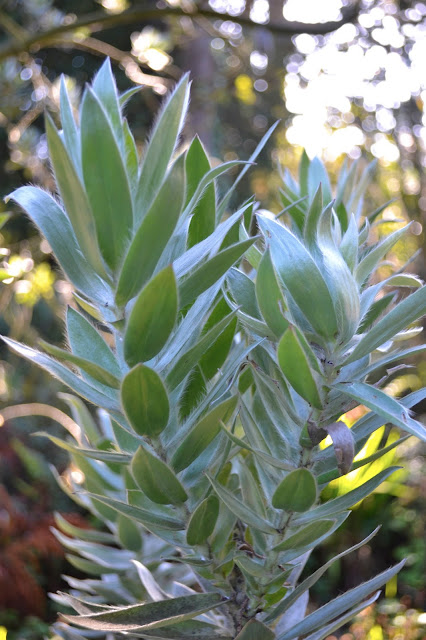 Leucadendron argenteum leaves