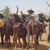 Over 100 herdsmen, countless cows killed in Ogun – Seriki Fulani