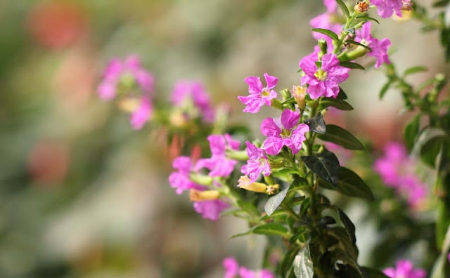 Mexican Heather Flowers Pictures