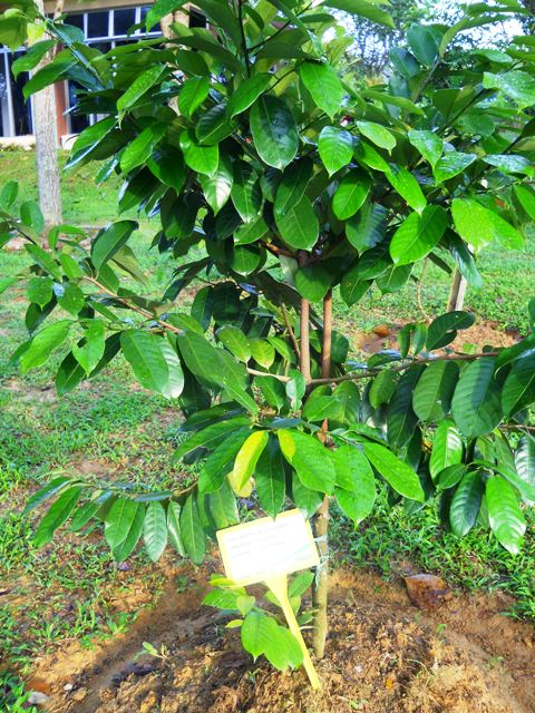 MPV LANDSKAP DAN NURSERI: TAMAN RAMUAN/TAMAN HERBA MARDI 