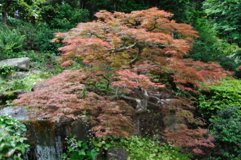 Hakone Garden, Saratoga