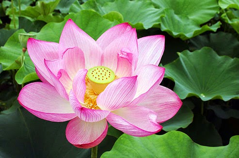 Makna Filosofi Bunga Teratai dan Bunga Lotus Kumpulan 