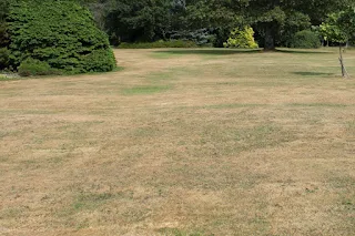 Potassium Deficiency In Lawns