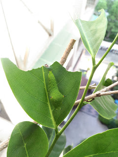 刺果蕃荔枝葉子是綠斑鳳蝶的育嬰房