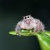 8 tipos de aranhas curiosas e inofensivas que vivem na sua casa