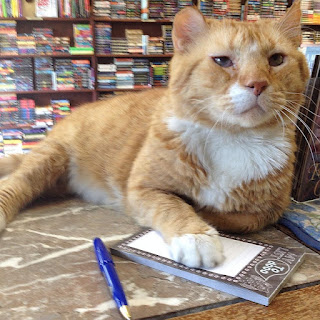 ¡Un gato del refugio tiene una segunda oportunidad y ama la vida viviendo en una librería!