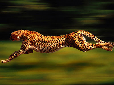 Cheetah Running Wallpapers