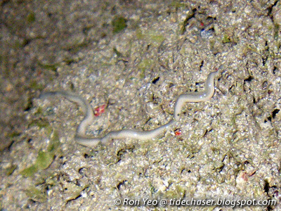 Ribbon Worm (Phylum Nemertea)