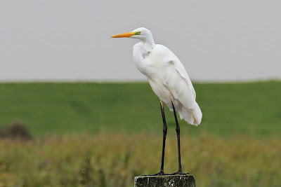 Grote Zilverreiger - Grutte Wite Reager - Ardea alba