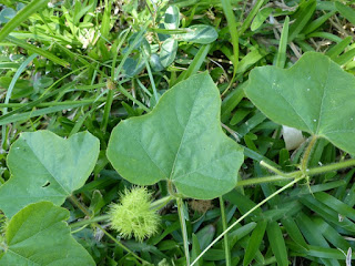 Passiflora foetida - Passiflore fétide -  Passiflore poc-poc