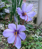 Flores Gays - Croco, Açafrão