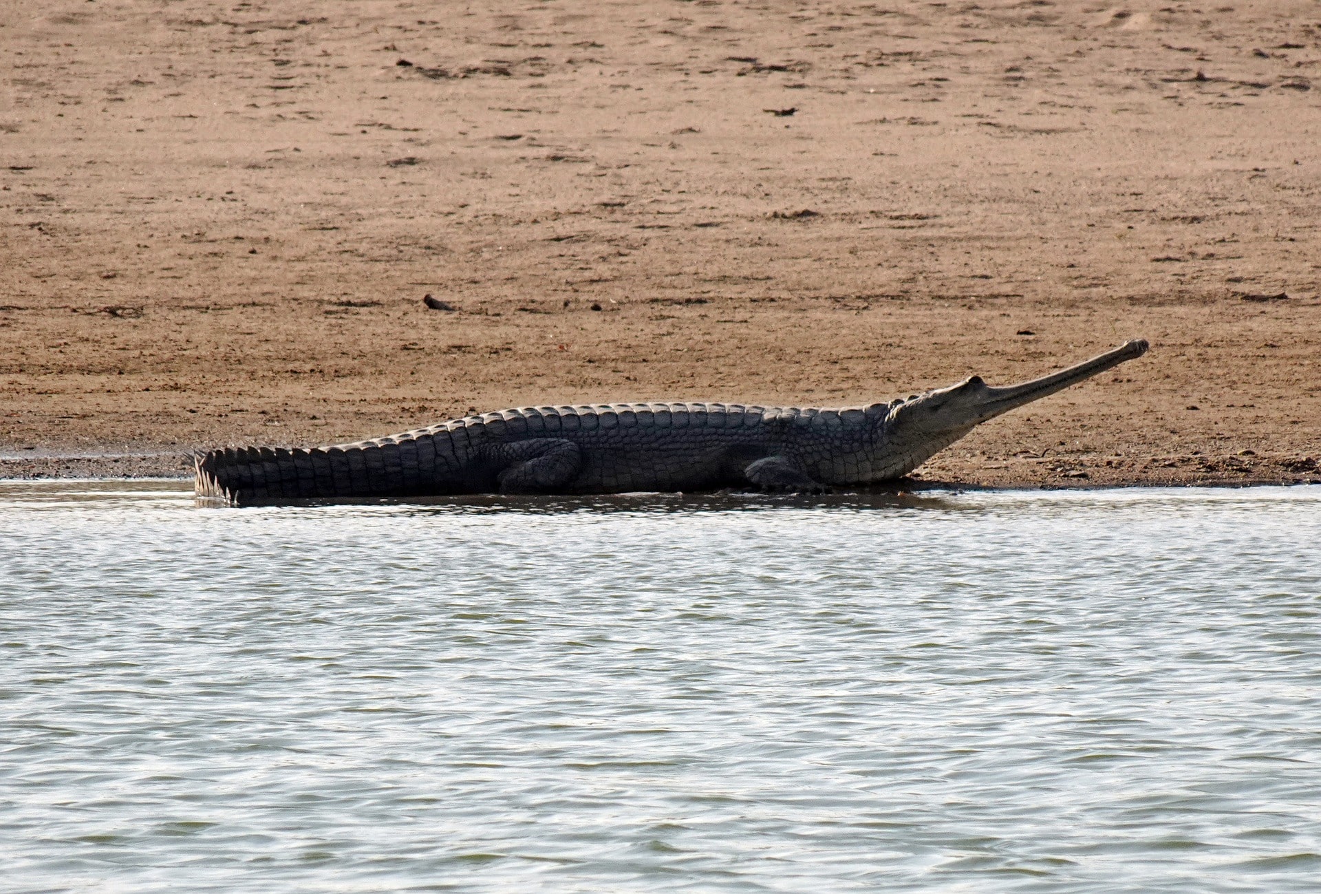 About Gharial, Reptile With Giant Narrow Snout