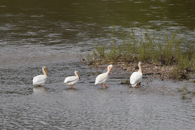 Pelicans on The Great Trail Edmonton Alberta.