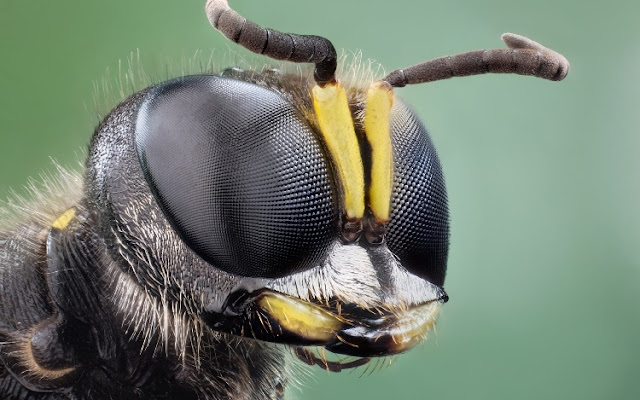 Macro Photography of Insects Eyes Seen On www.coolpicturegallery.us