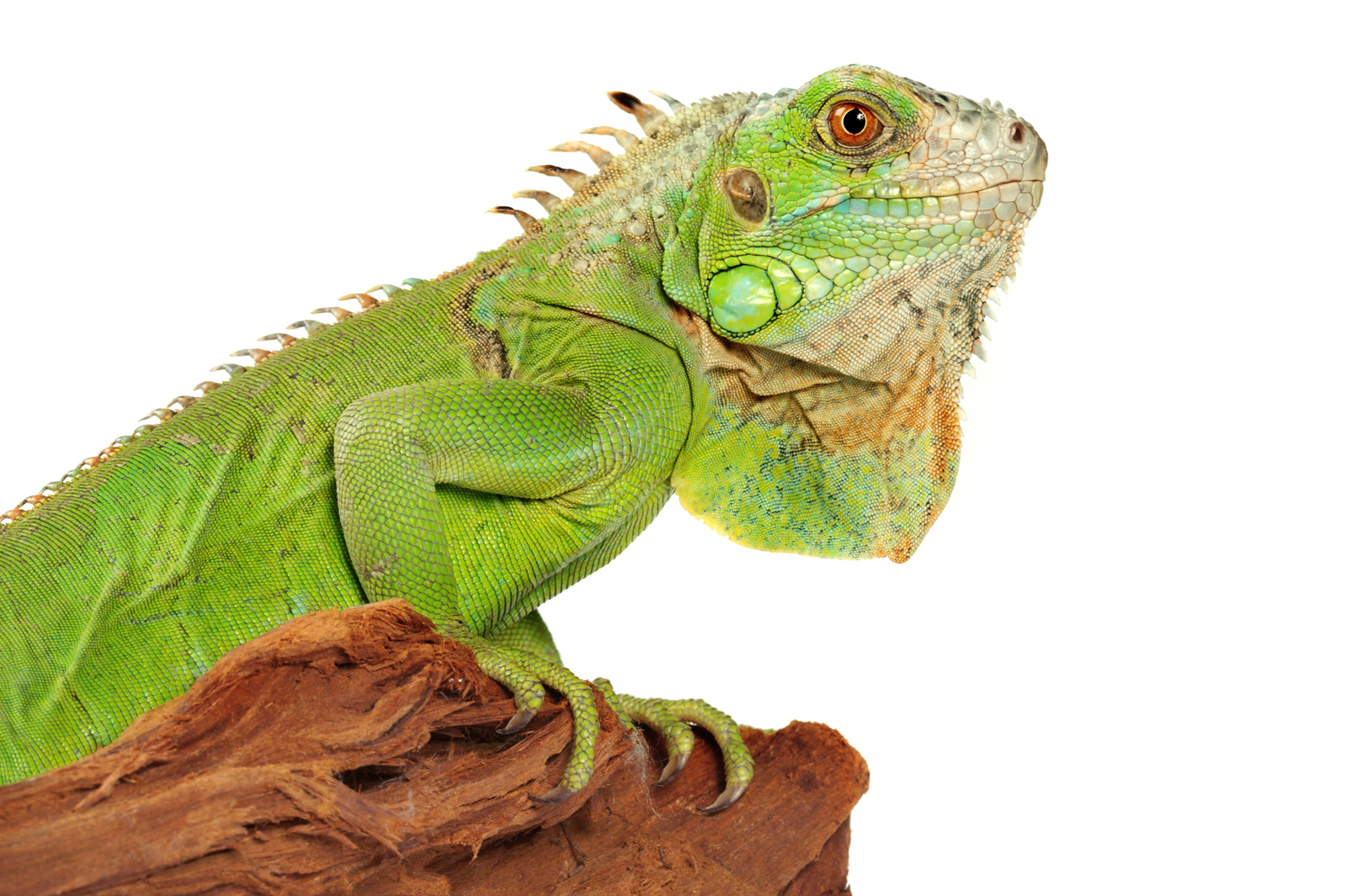 iguana white