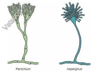 Hình 1: Hình sợi nấm Aspergillus Và Penicillium