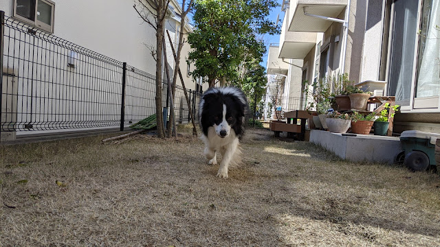 保護犬 ボーダーコリー トーマ