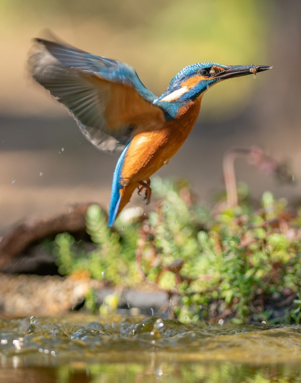 Kingfisher emerges from the water.