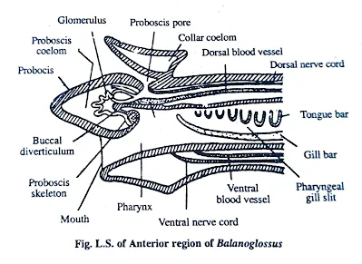 Topic: L.S. of anterior region of Balanoglossus
