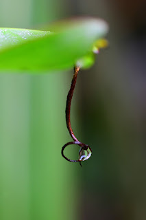 closeup of banana leaf tip
