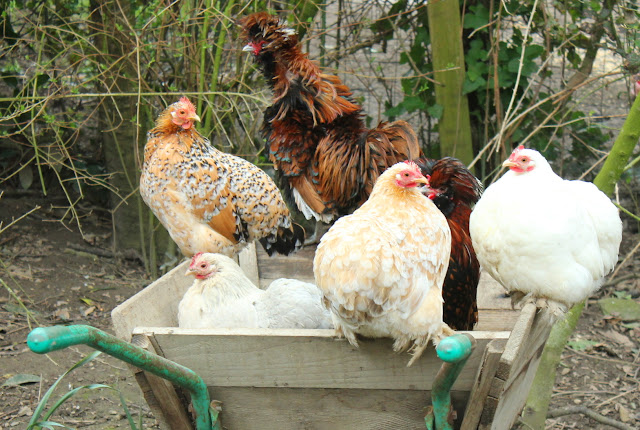 Cohin bantam hens, white, wheaten, lavender and a millefleurs cross