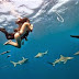 Κολυμπώντας με τους καρχαρίες