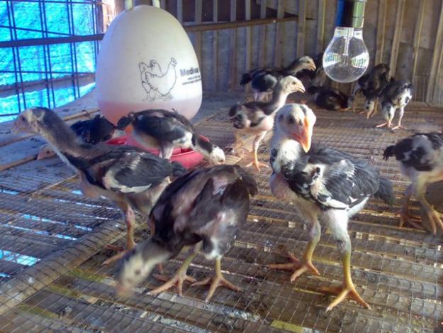 :: Merawat Ayam Petarung Umur 1-4 Bulan ::  Berita Warta 