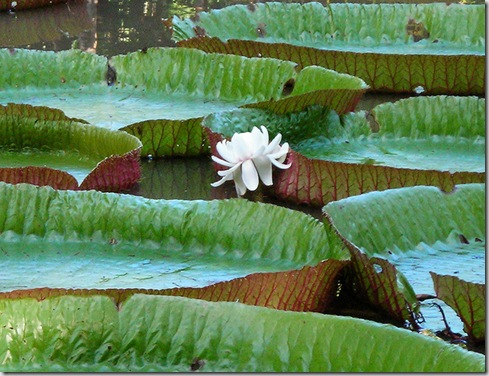 clip_image012