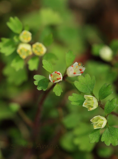 Chrysosplenium album