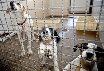 Senado aprova projeto que aumenta pena para quem maltratar cães e gatos