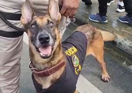 Despiden con honores perro policía, integrante destacado Unidad Canina K-9