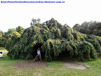 Árbol extraño de Hyde Park.